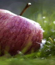 چند معجزه شنیدنی در قرآن