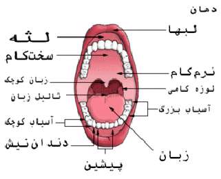 دهان