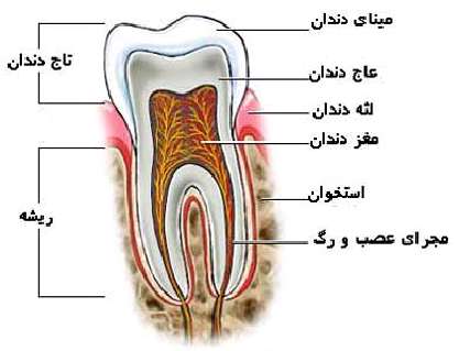  ساختمان دندان و شناخت آن