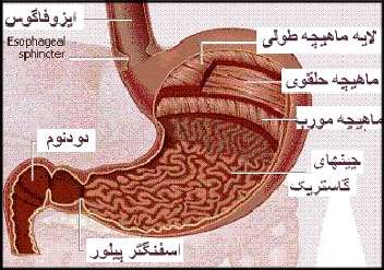 معده