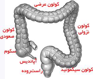 روده کوچک