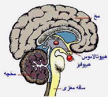 دستگاه عصبی بدن ما
