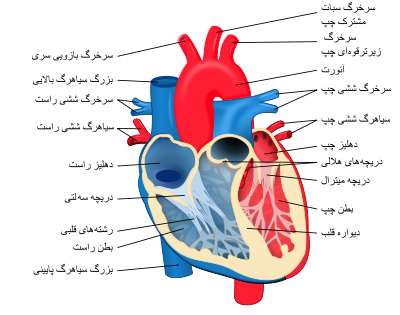 قلب و کار آن
