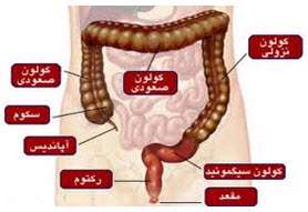 روده بزرگ
