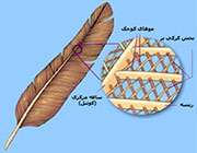 پرنده شناسی، جلسه چهارم