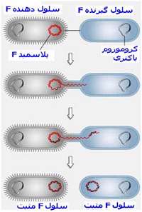 رشد و تکثیر باکتری ها