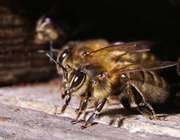 زندگی اجتماعی زنبور عسل - جلسه هشتم