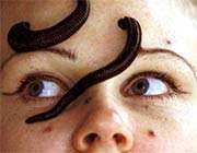 بررسی رفتار غذا یابی در زالو طبی، جلسه اول