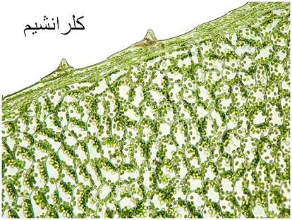 بافت های گیاهی(1)