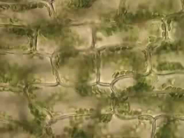 پلاسمودسماتا