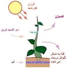 کارخانه غذاسازی