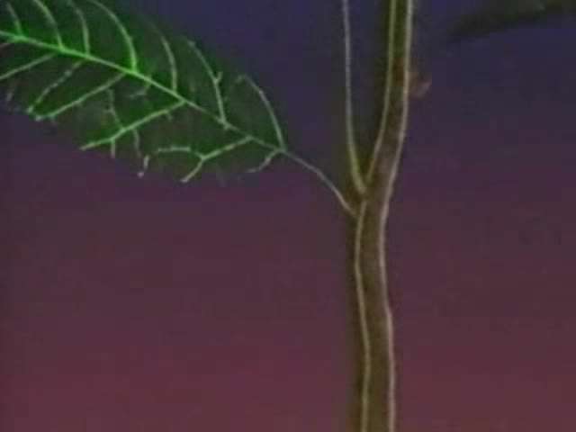 صعود آب در آوند چوبی(3)