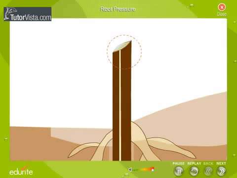 صعود آب در آوند چوبی(1)