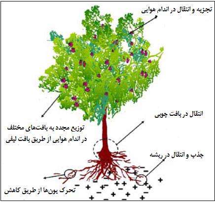 پالایش خاک به کمک فرایندهای زیستی 