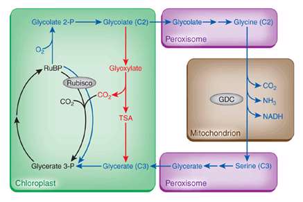 تنفس نوری Photorespiration و چرخه ی اکسیداسیون فتوسنتزی کربن