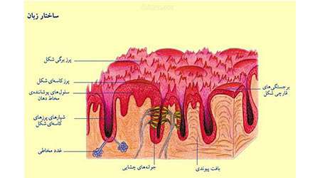 دمای نوشیدنی ها چه اثری بر حس چشایی دارد؟ - جلسه سوم