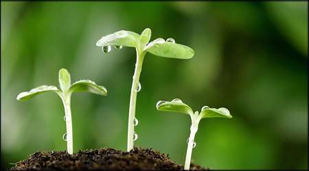 هورمون های مؤثر در گیاهان