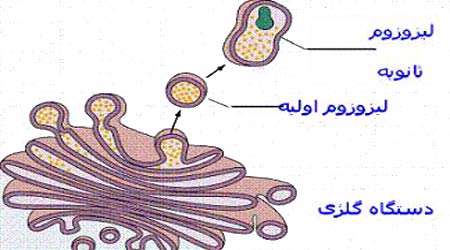 تفاوت های سلول های گیاهی و جانوری