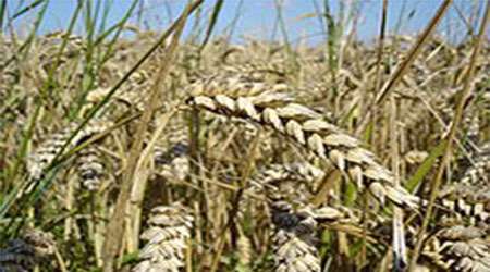 سرگذشت دانه طلایی