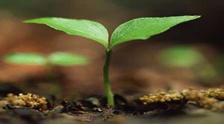 بررسی آلودگی هوای تهران بر میزان تخریب DNA گیاهان مختلف – جلسه دوم