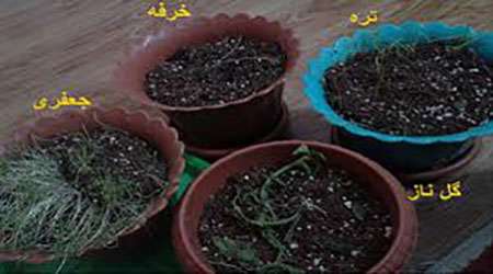 بررسی آلودگی هوای تهران بر میزان تخریب DNA گیاهان مختلف – جلسه پنجم