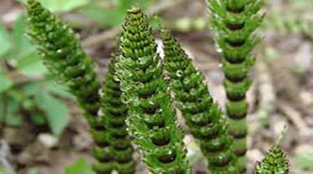 ساخت داروی انعقاد خون در زخم های سطحی از پسماندهای گیاهان – جلسه اول