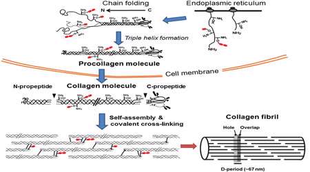 کلاژن چیست؟ (بخش اول)