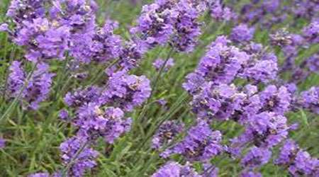 بررسی و تاثیر مقایسه ای اثر آنتی بیوگرامی عصاره نعناع و آنتی بیوتیک آموکسی سیلین بر جلوگیری از رشد 