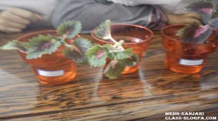 بررسی تاثیر آیات قرآن (آیت الکرسی)، ماندگاری و سرعت جوانه زنی گیاه لوبیا از 