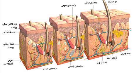 بهبود زخم و افزایش قوای جسمانی با نانو ژل رویال _ جلسه ششم