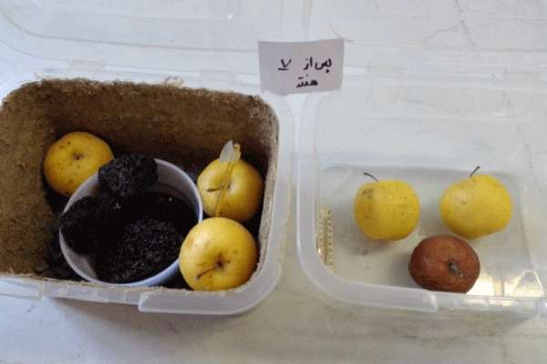 طراحی و ساخت محفظه طبیعی برای نگهداری میوه ها با قابلیت تبدیل اتیلن به اتانول