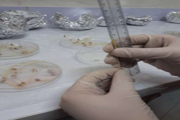 بررسی تأثیر آلاینده های زیست محیطی بیس فنل و دی اکسید سرب بر رشد ارقامی از گندم