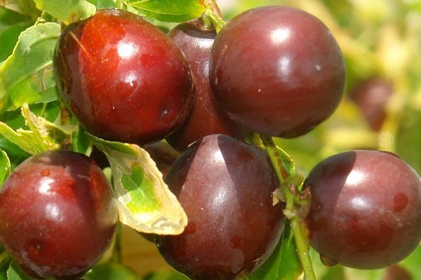 خواص شگفت انگیز عناب 