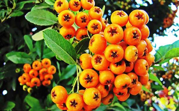 خواص زالزالک برای سلامتی