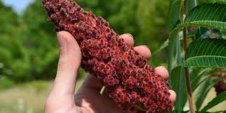 خواص سماق برای لاغری