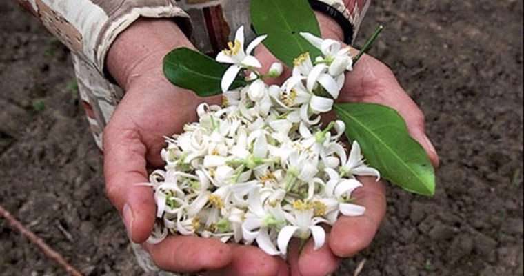 خواص شگفت انگیزعرق بهار نارنج