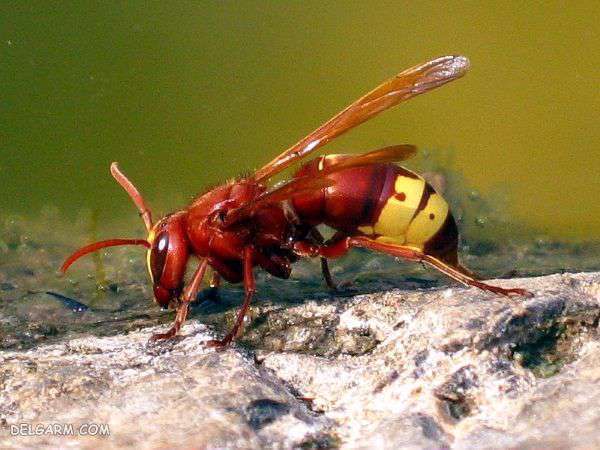 راه های درمان نیش زنبورهای قرمز و زرد