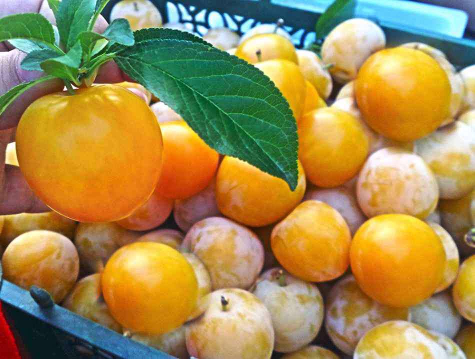 خواص آلو قطره طلا