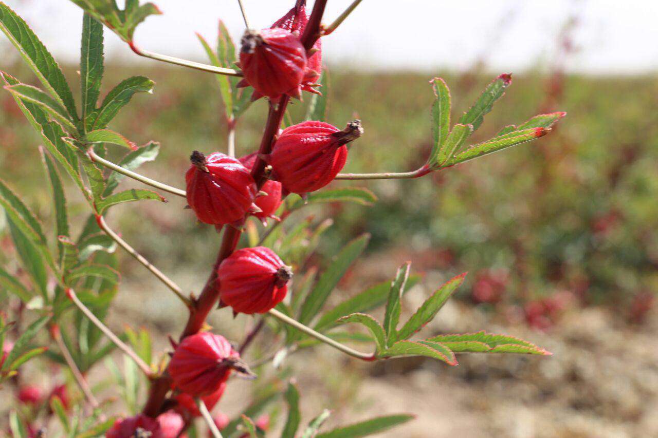 خواص چای ترش یا چای مالمیر