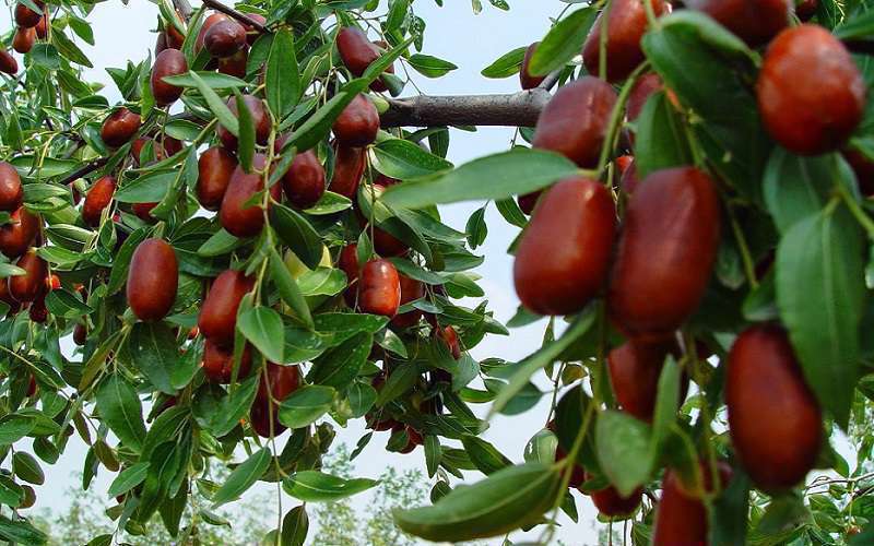 خواص عناب در طب سنتی
