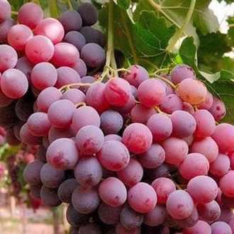 آشنایی با انواع انگور و خواص آن‌ها