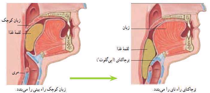 کدام یک از اجزای دستگاه گوارش نازک‌تر هستند؟ درس علوم پایه هفتم