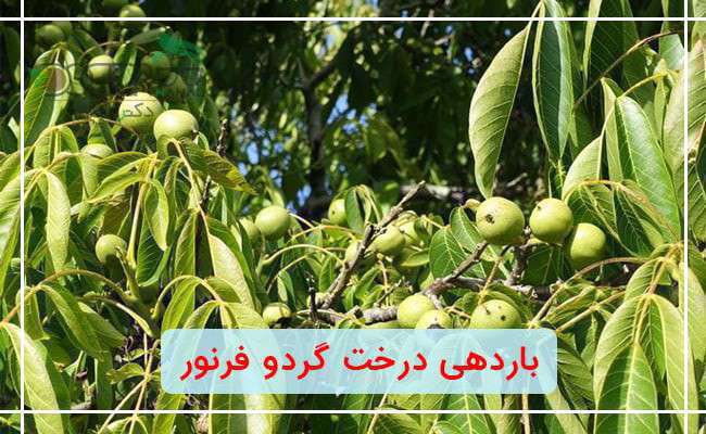 بهترین نهال گردو زود بازده چه رقمی می باشد