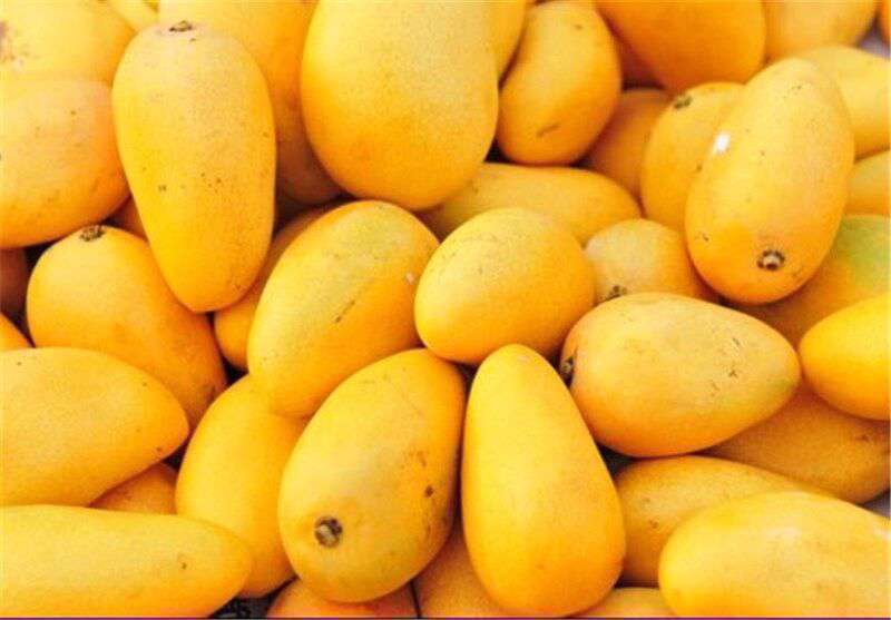 نحوه کاشت و پرورش انبه در منزل