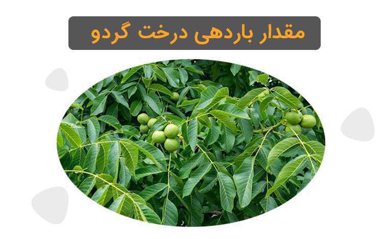 نهال گردو خریداری نماییم یا به پرورش بذر گردو بپردازیم؟