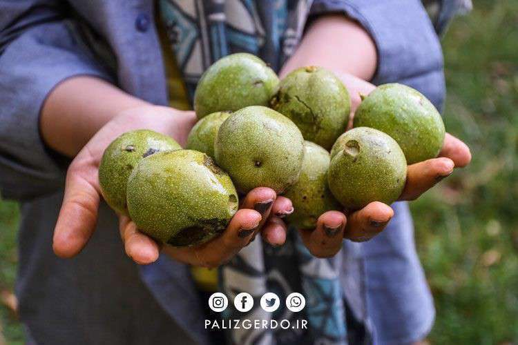 با کاشت ارقام گردوی زیر در شهر رشت، بیرجند و یزد تا 2 برابر بیشتر محصول تولید کنید.