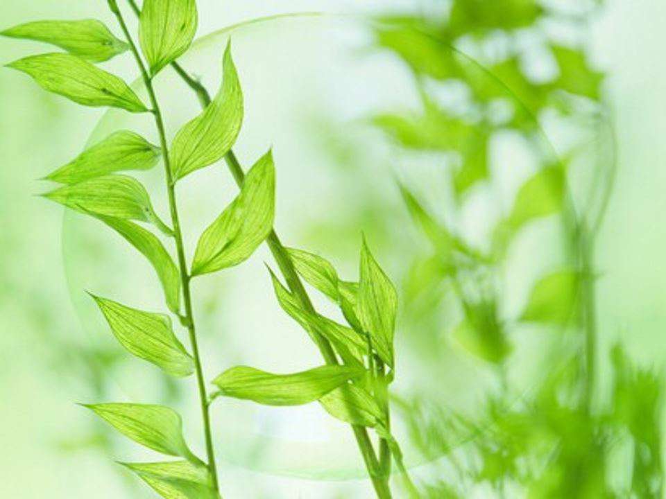 گیاهان چگونه به کم کردن آلودگی هوا کمک می کنند؟ (علوم ششم دبستان)