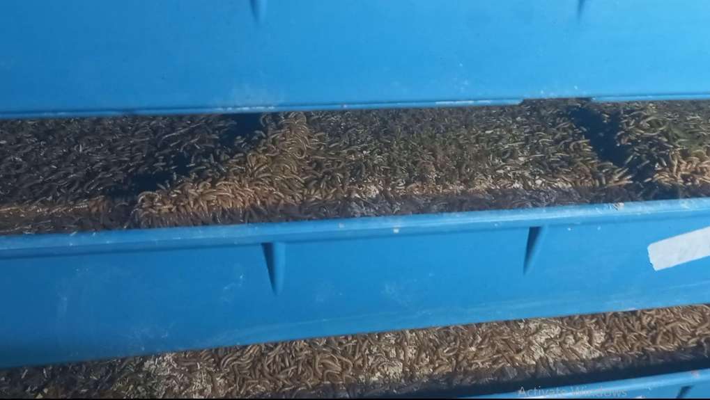 صنعت تولید حشرات خوراکی: بررسی فرصت ها و موانع پیش رو