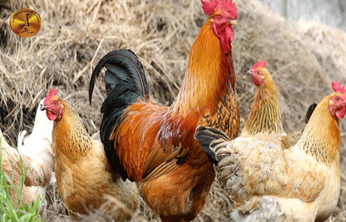 پرورش انواع طیور